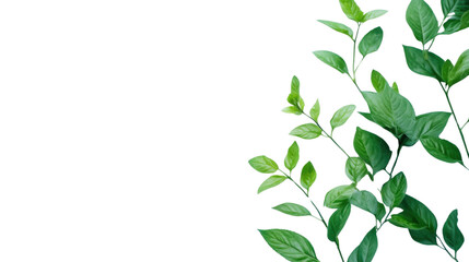 green leaves on white background