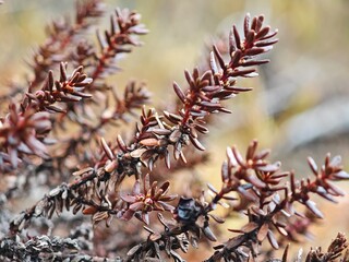 A detailed close-up of a distinct plant with reddish-brown leaves, thriving in a natural setting during the autumn season. The delicate branches illustrate the beauty of plant life.