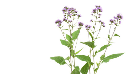 Fototapeta premium eupatorium purpureum plants on white background