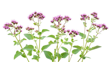 Fototapeta premium eupatorium purpureum plants on white background