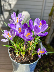 Crocus
