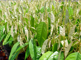 Breeding of Monthong durian in Thailand. Monthong durian sapling.