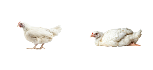 Two white hens standing and relaxing, cut out transparent