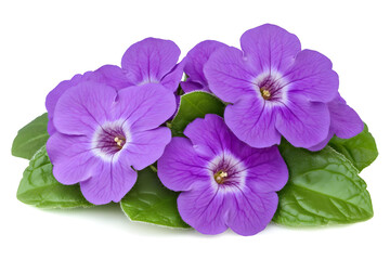 Vibrant purple flowers closeup