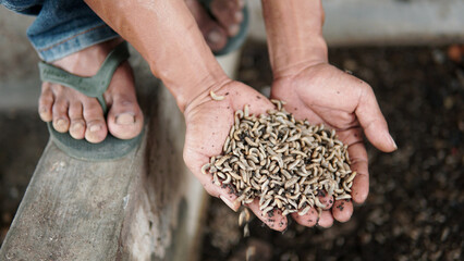 Larvae of Black Soldier Fly (Hermetia illucens) for protein animal feed ingredient