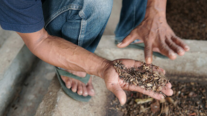 Larvae of Black Soldier Fly (Hermetia illucens) for protein animal feed ingredient