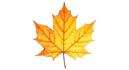 Fototapeta premium Golden Hour Maple: A Watercolor Study in Autumn Hues