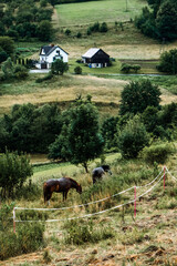 Two horses grazing in a fenced pasture near a farmhouse and barn in a rolling rural landscape. Rural escapism, digital detox, slow living, mental wellness in nature..