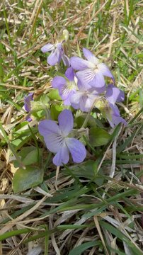 Vertical video of blooming Reichenbach violets or wild forest violets (Lat. Viola  Reichenbachiana) on a lawn on a sunny day in May. Natural floral background. Top view, close-up