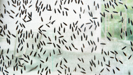 The mature Black Soldier Fly (Hermetia illucens) in the insect farm