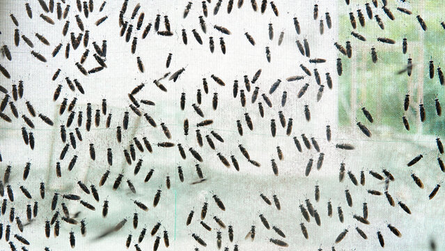 The mature Black Soldier Fly (Hermetia illucens) in the insect farm