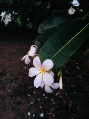plumeria flower in the garden