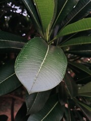 close up of a green leaf