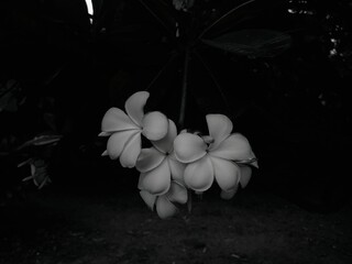 white flower on black background