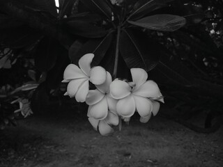 white flowers on black background