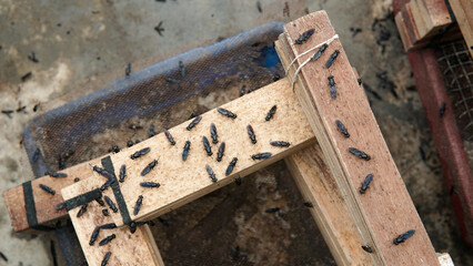The mature Black Soldier Fly (Hermetia illucens) in the insect farm