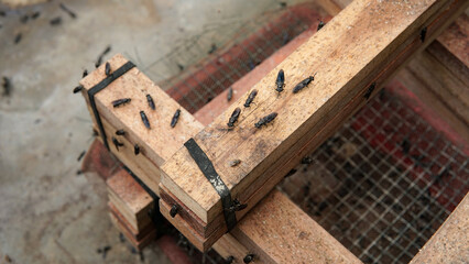 The mature Black Soldier Fly (Hermetia illucens) in the insect farm