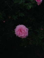pink rose in the garden