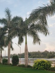 palm trees in the park