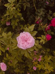 pink rose in the garden
