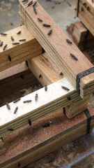 The mature Black Soldier Fly (Hermetia illucens) in the insect farm
