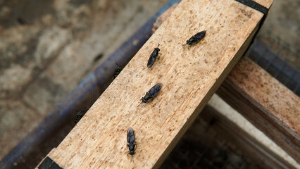 The mature Black Soldier Fly (Hermetia illucens) in the insect farm