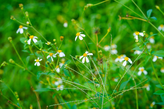 Bidens pilosa field in the garden. Bidens pilosa, also known as Spanish Needle or Black-jack, is a flowering plant from the Asteraceae family.