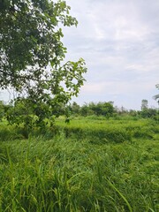 green field and blue sky