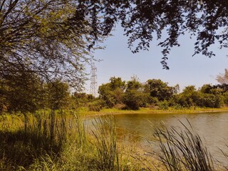 trees on the lake
