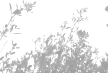 The shadow of the field grass on the white wall. A black and white image to overlay on a photo or mockup