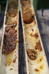 Propagation of Stingless Bee in bamboo tubes. Stingless Bee Honey home. Beekeepers wear protective clothing.