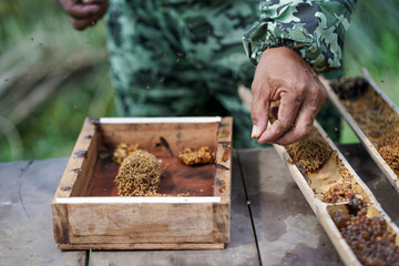 Propagation of Stingless Bee in bamboo tubes. Stingless Bee Honey home. Beekeepers wear protective...
