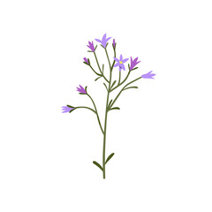 Obraz premium Floral branch, spreading bellflower. Delicate campanula patula, simple field flower blooms on thin stem. Gentle spring wildflower. Botanical flat vector illustration isolated on white background
