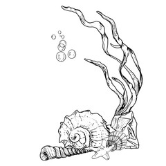 Seashells from ocean floor and starfish next to algae twigs, drawing in black and white ink. Vector illustration.A large spiral shell and air bubbles are isolated on white background. For marine decor