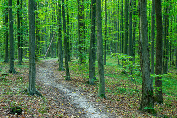 Path in green summer forest