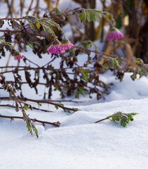 plants in snow, meadow at winter