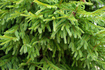 Spruce green branch. Beautiful branch of spruce with needles.