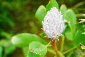 キングプロテア