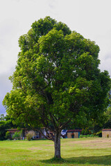 oak tree in the park