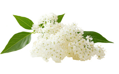 Bunch of white flowers with green leaves on transparent or white background