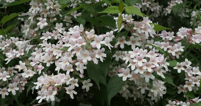 (Kolkwitzia amabilis) A Beauty bush producing clusters of bells-shaped pale pink flowers with yellowish throats above stems bearing ovate and pointed dark green leaves 

