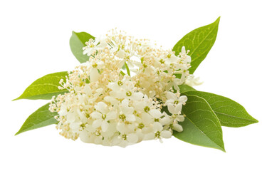 Bunch of white flowers with green leaves on transparent or white background