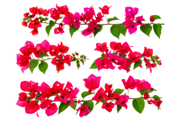Set of Red bougainvillea flower branch isolated on a transparent background