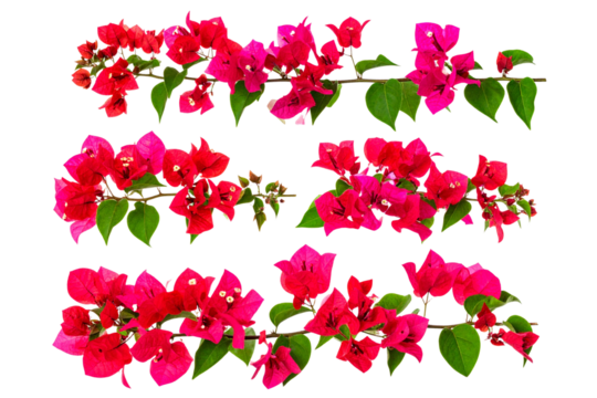 Set of Red bougainvillea flower branch isolated on a transparent background