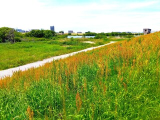 スイバの花咲く初夏の江戸川土手から見る河川敷風景