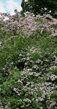 Kolkwitzia amabilis | Beauty bush - Kolkwitzia shrub. Magnificent ornamental shrub with pale pink flowers drooping in clusters along arching branches in a fountain appearance
