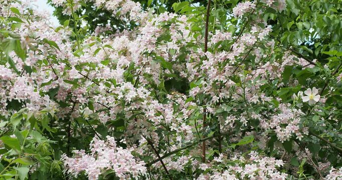 (Beauty bush)Spring flowering of Kolkwitzia amabilis bushy tree clothed with a profusion of bell-shaped pink and white flowers in clusters along arching grey-brown twigs
