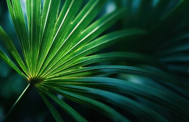Obraz premium Close-up of vibrant green palm fronds in deep shadows.