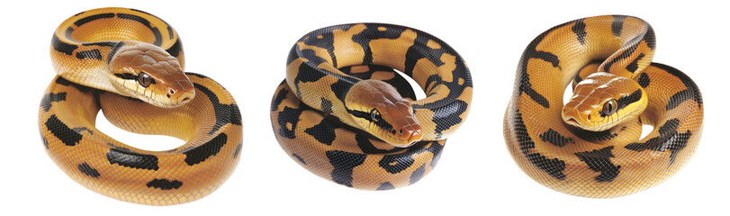 Fototapeta premium Coiled yellow and black patterned snake, isolated on white transparent background, reptiles or wildlife, symbolizing Chinese Lunar New year