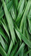 Close up of green grass blades with water droplets. Fresh foliage with a natural background texture for gardening related concepts.